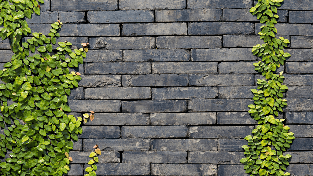 Brick wall up close with climbing vines.